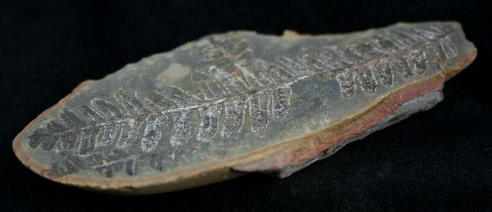 Fern Fossil From Mazon Creek - Million Years Old #2148